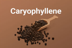 Caryophyllene Terpene for cozy winters | Elevtaed Roots Cannabis, MA