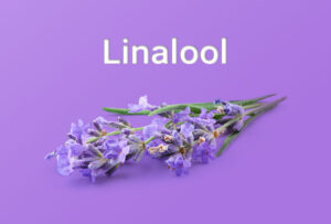 Linalool Terpene for cozy winters | Elevated Roots Cannabis, MA