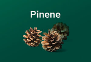 Pinene Terpene for cozy winters | Elevated Roots Cannabis, MA